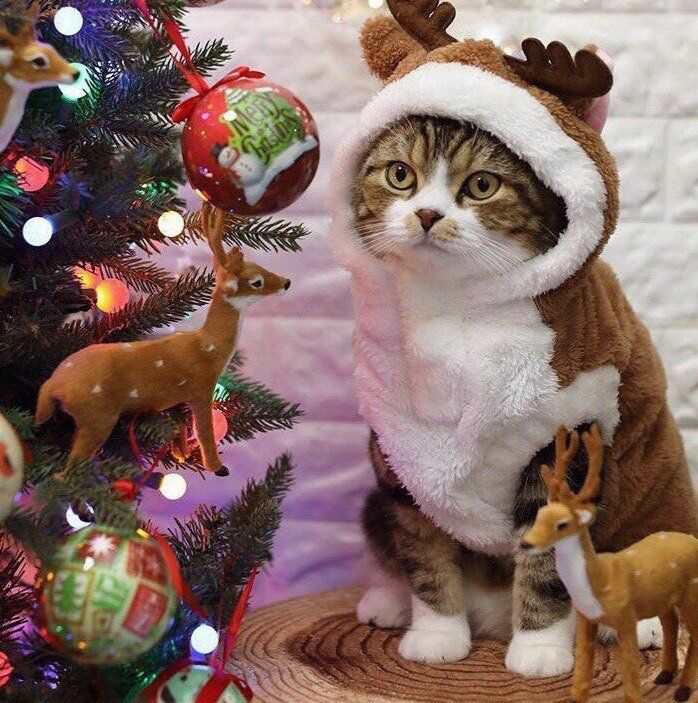 Новогодние коты Рождество, Кошачьи Поделки, Обои, Милые Котики Новогодние коты Рождество, Кошачьи Поделки, Обои, Милые Котики