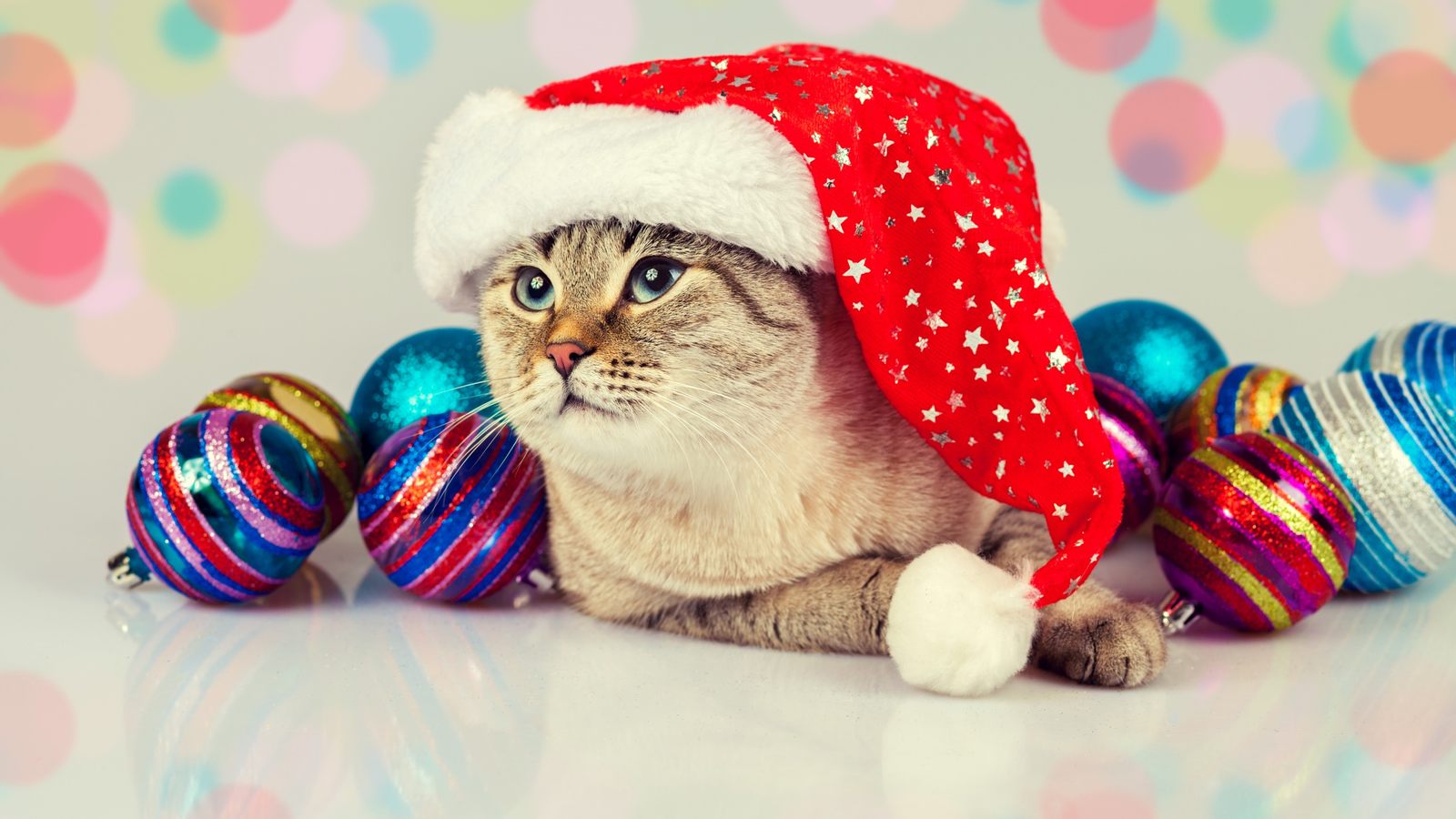 Красивое фото Котенок в новогодней шапке Красивое фото Котенок в новогодней шапке