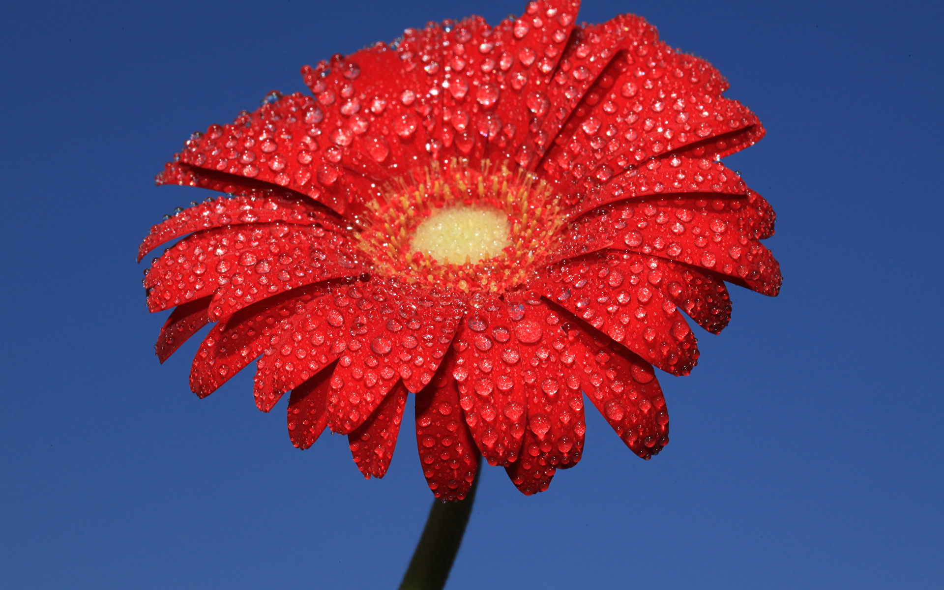 Цветы фото 1920x1200 цветок, вблизи, гербера, красная, красные, Красный цветок, Герберы цветы