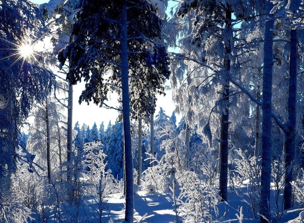 Красивый заснеженный лес Красивый заснеженный лес