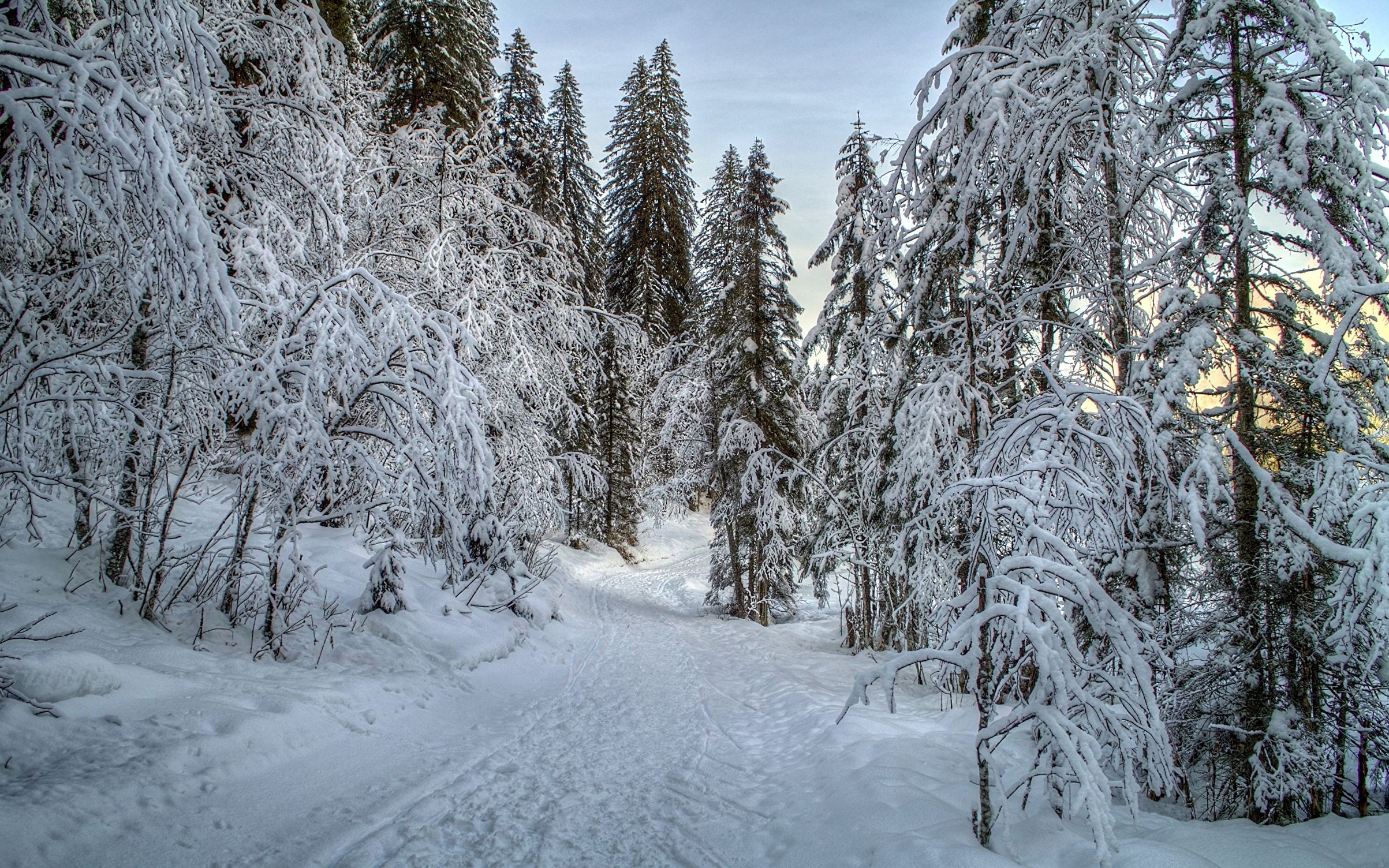 Картинки зимний лес, фото Картинки зимний лес, фото