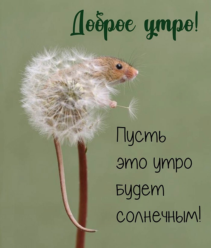 Смешные пожелания доброго утра в картинках! Смешные пожелания доброго утра в картинках!