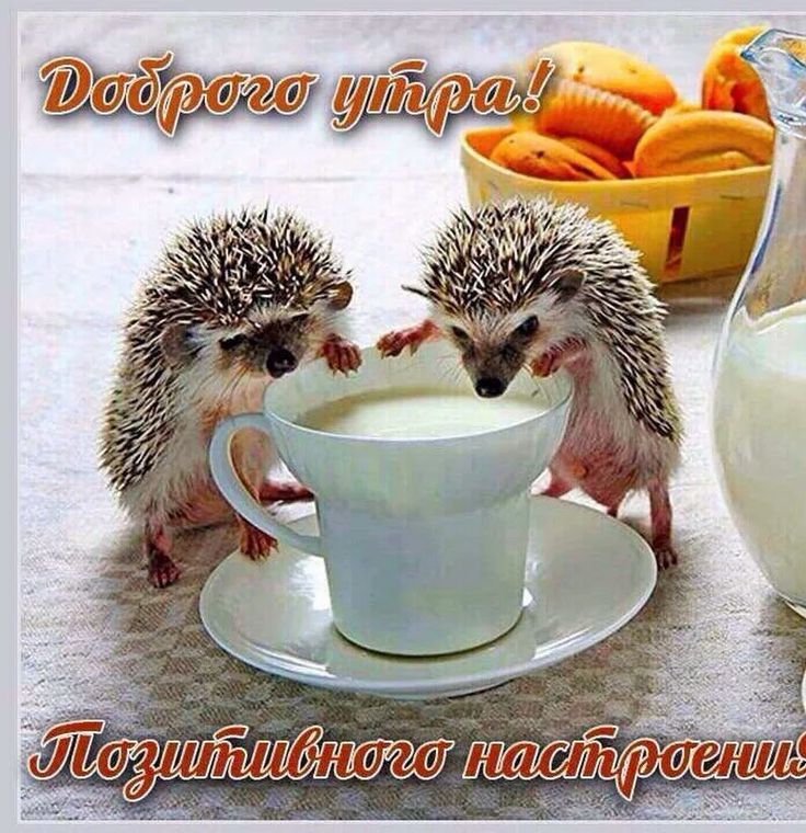 Дорого утра и хорошего настроения Дорого утра и хорошего настроения