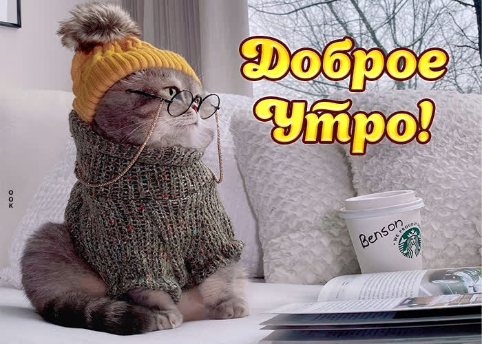 Великолепная картинка с кошкой у окна, доброе утро Великолепная картинка с кошкой у окна, доброе утро