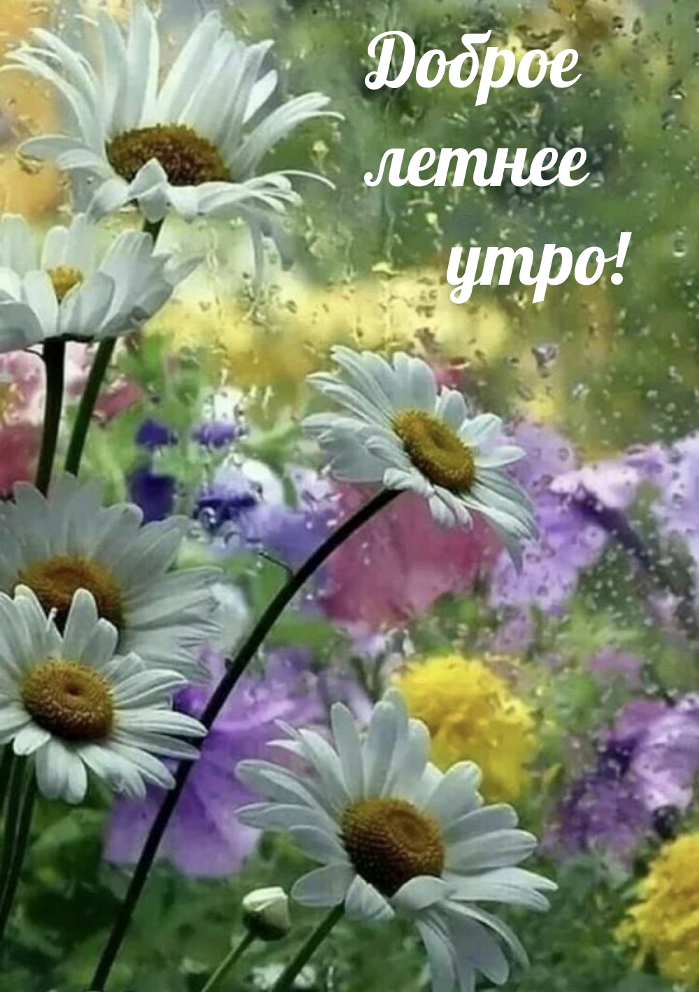 Поздравления с добрым летним утром Поздравления с добрым летним утром