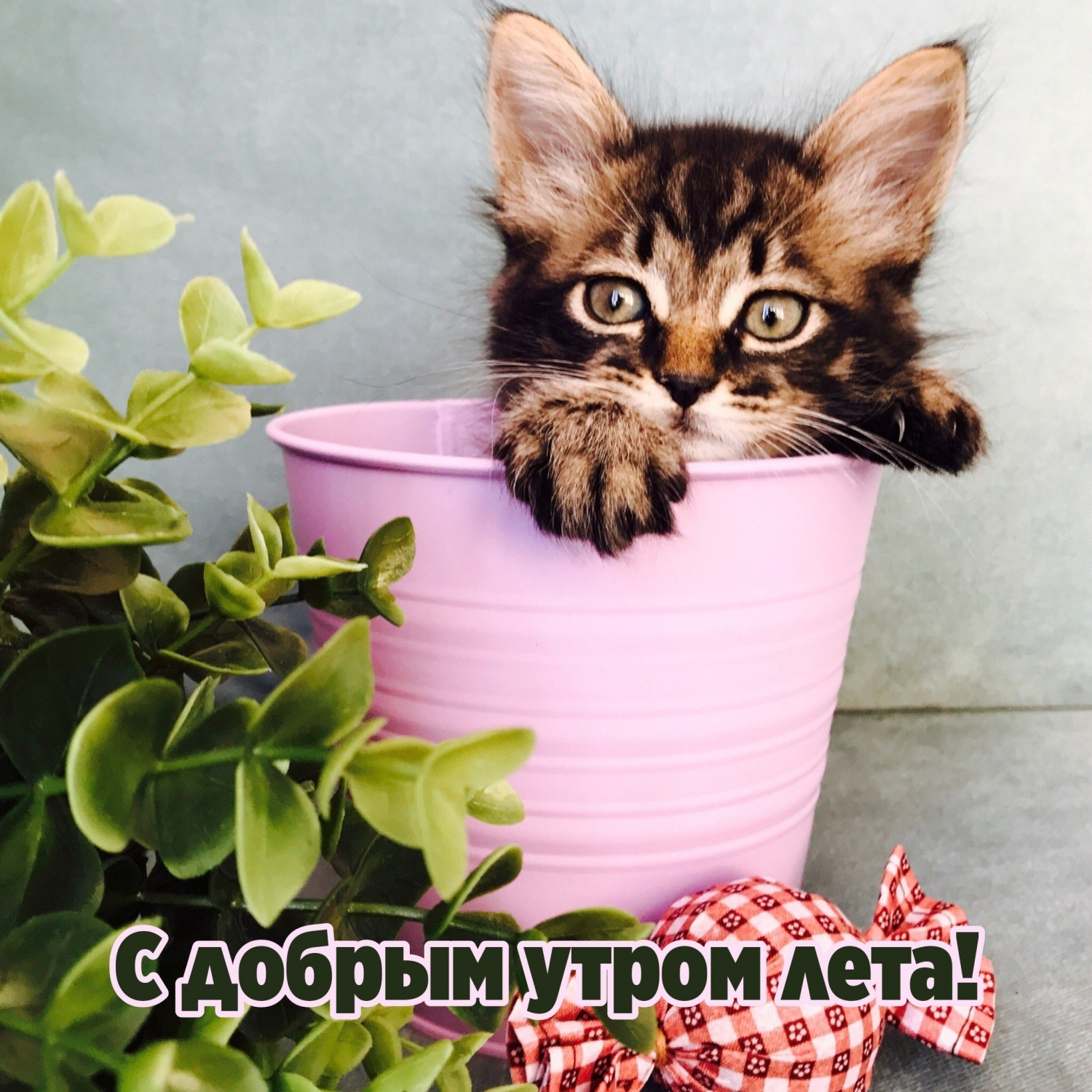 Открытки с добрым утром красивые Открытки с добрым утром красивые