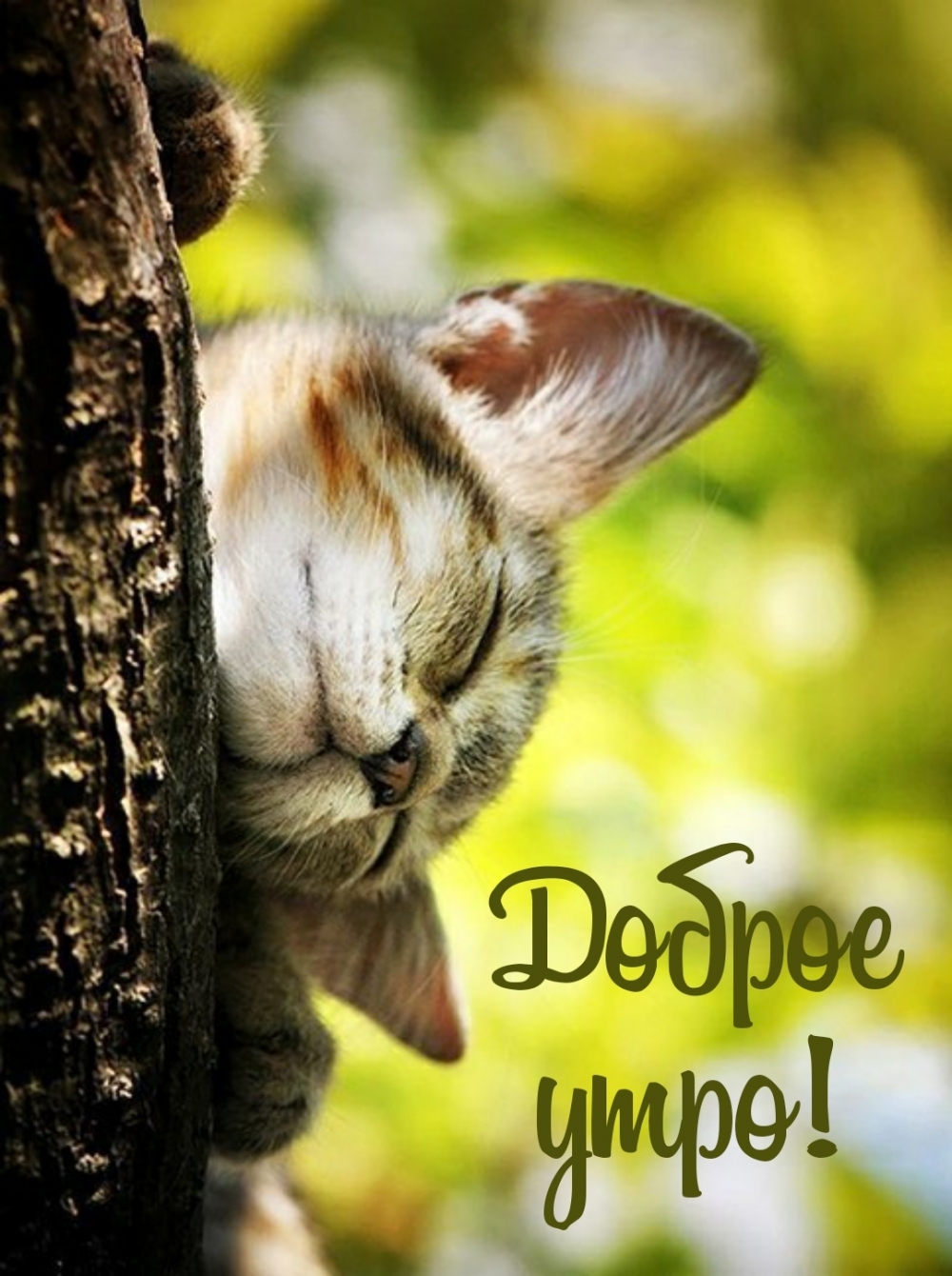 Доброе утро - картинки летние красивые цветы с кошками. Доброе утро - картинки летние красивые цветы с кошками.