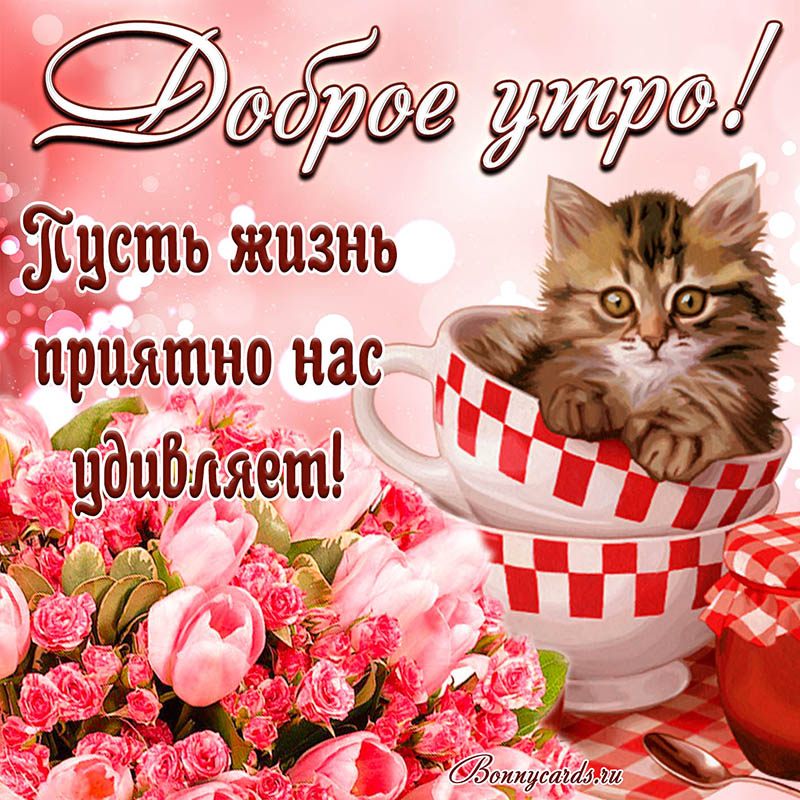 Милый котик желает тебе доброго утра на яркой открытке. Милый котик желает тебе доброго утра на яркой открытке.