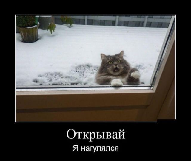 Хостинг картинок yapx.ru