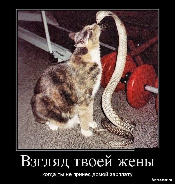 Хостинг картинок yapx.ru