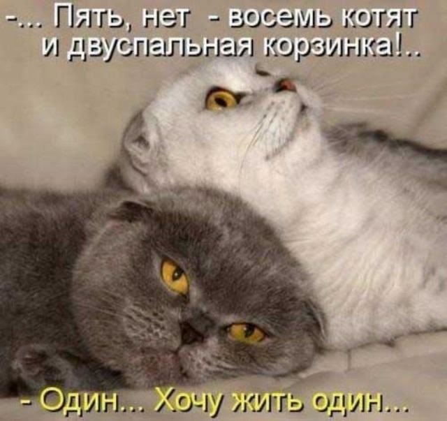 Хостинг картинок yapx.ru