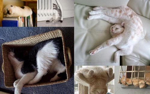 Хостинг картинок yapx.ru