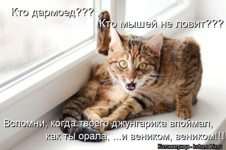 Хостинг картинок yapx.ru