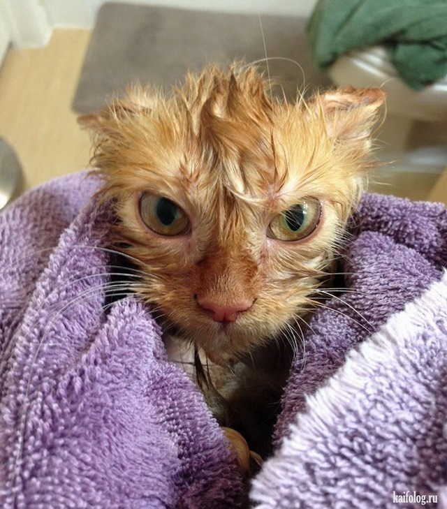 Хостинг картинок yapx.ru