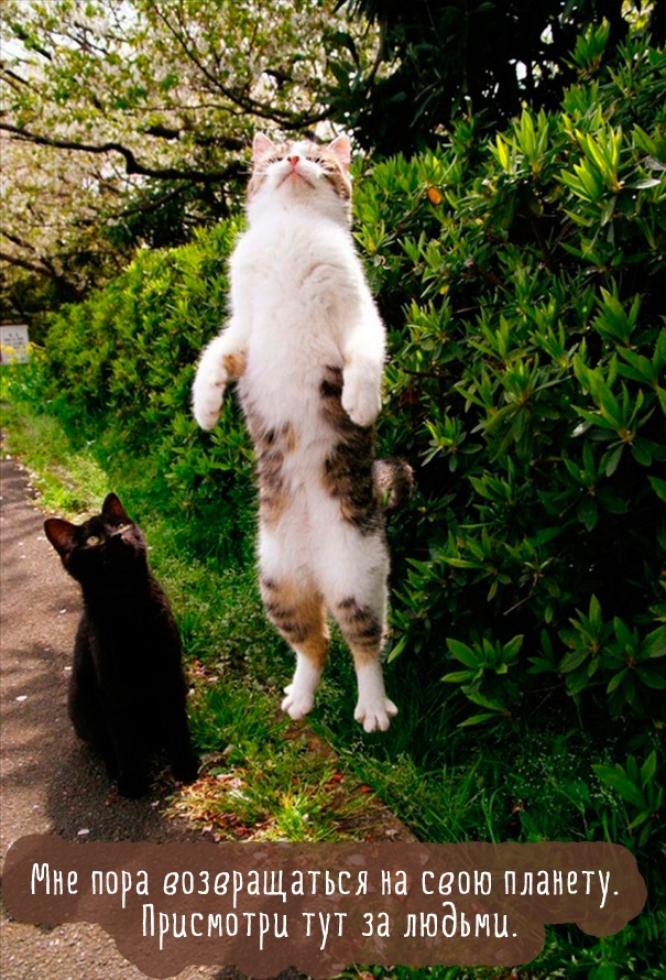 Хостинг картинок yapx.ru