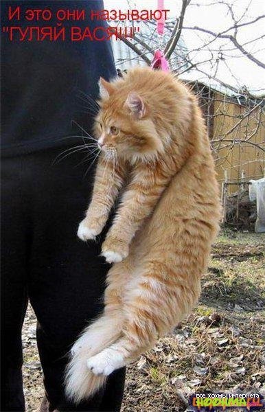 Хостинг картинок yapx.ru