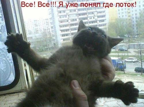 Хостинг картинок yapx.ru