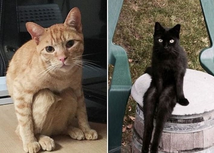 Хостинг картинок yapx.ru