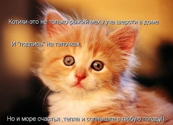 Хостинг картинок yapx.ru