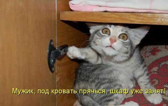 Хостинг картинок yapx.ru