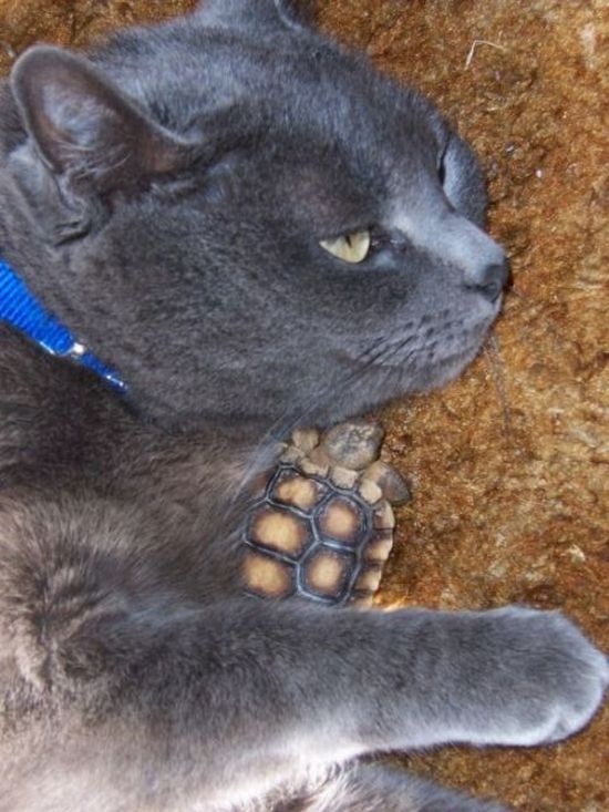 Хостинг картинок yapx.ru