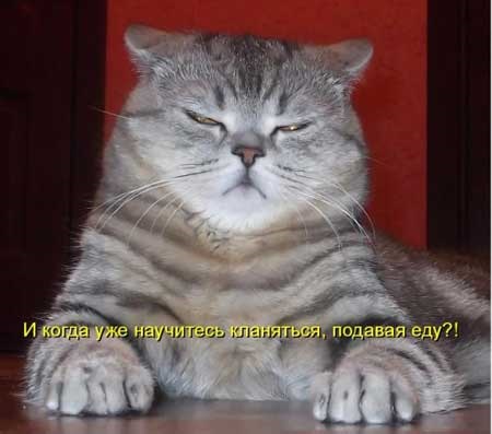 Хостинг картинок yapx.ru