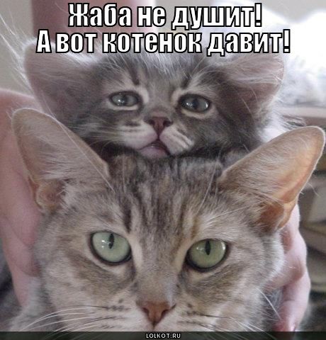 Хостинг картинок yapx.ru