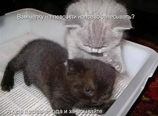 Хостинг картинок yapx.ru