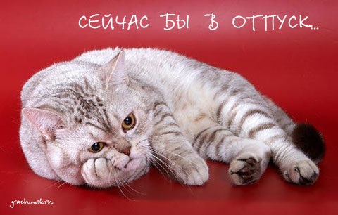 Хостинг картинок yapx.ru