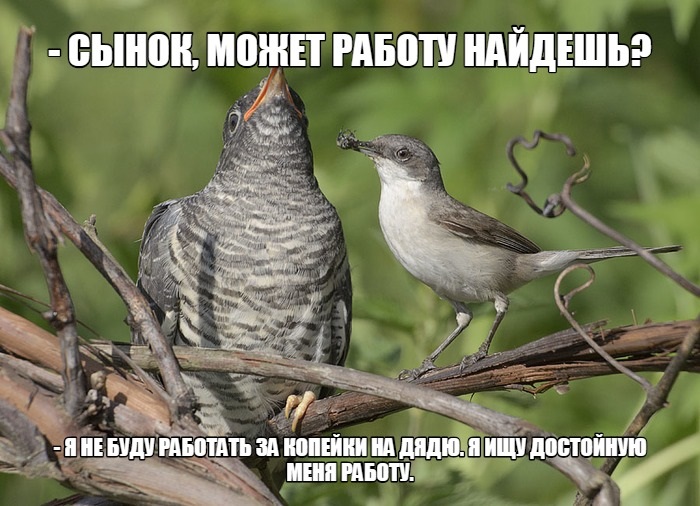 Хостинг картинок yapx.ru