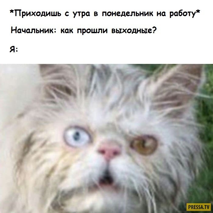 Хостинг картинок yapx.ru