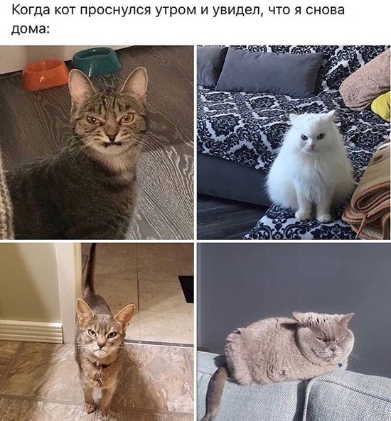 Хостинг картинок yapx.ru