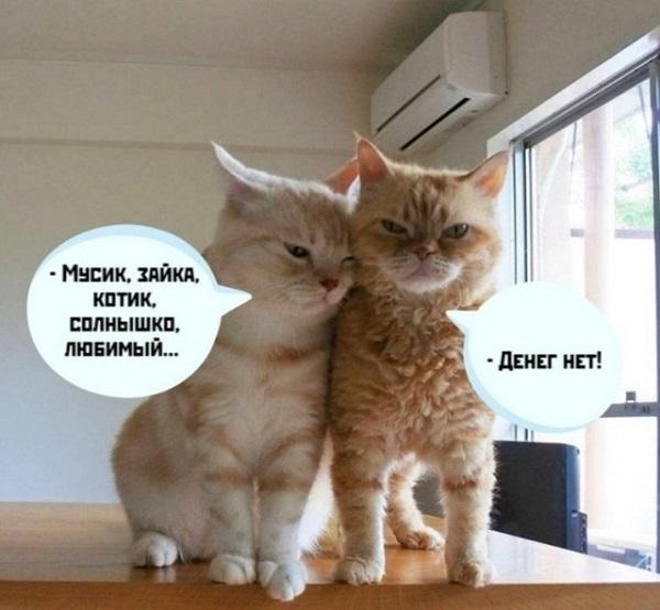 Хостинг картинок yapx.ru