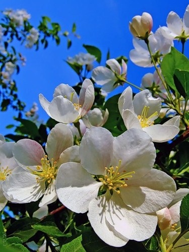 Хостинг картинок yapx.ru