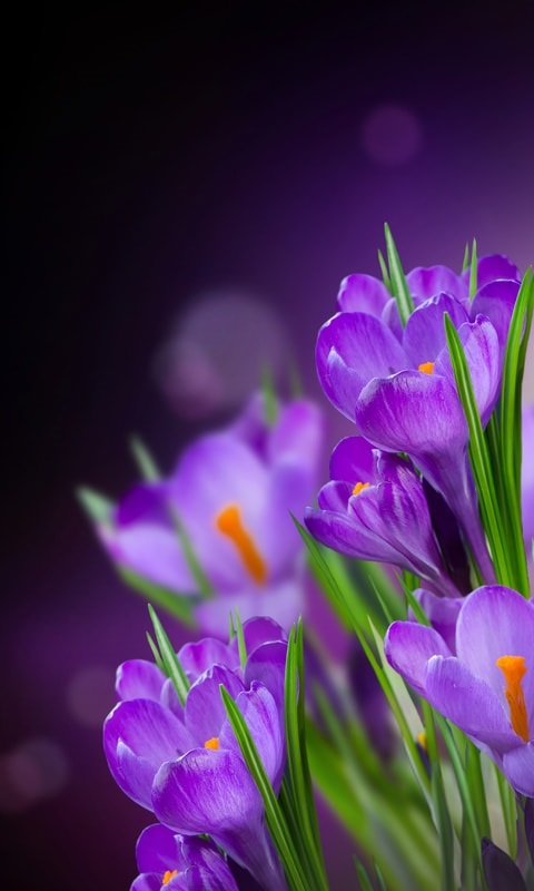 Хостинг картинок yapx.ru