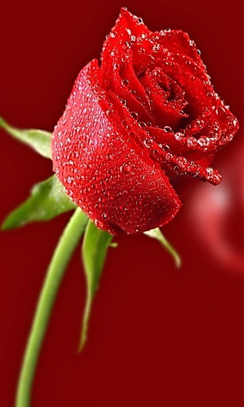 Хостинг картинок yapx.ru