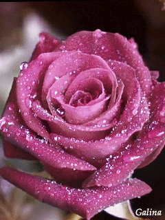 Хостинг картинок yapx.ru