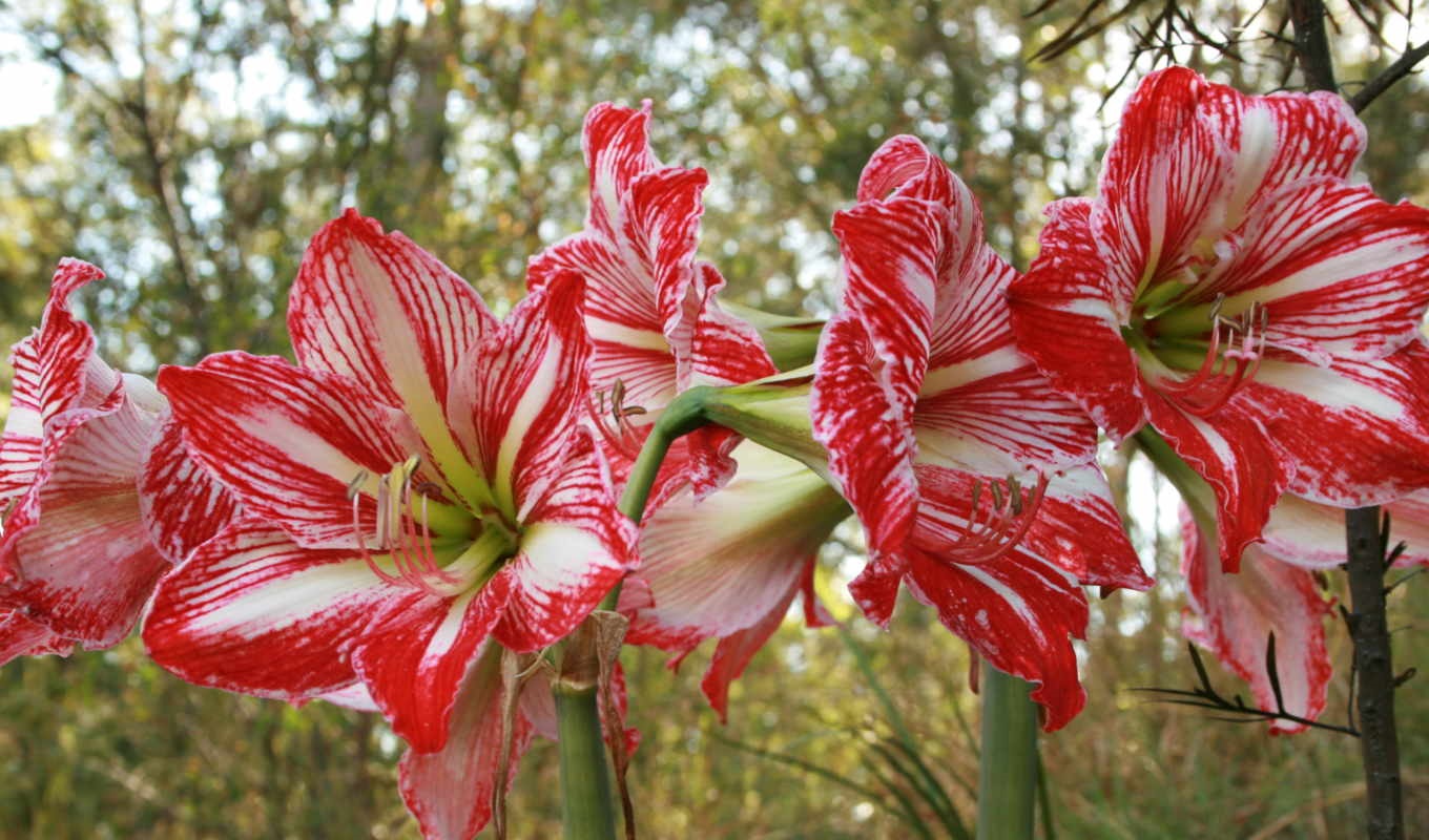 Хостинг картинок yapx.ru