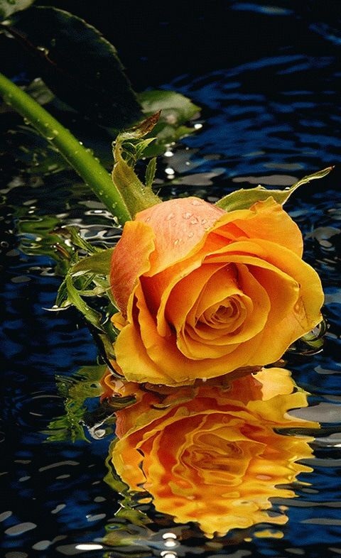 Хостинг картинок yapx.ru