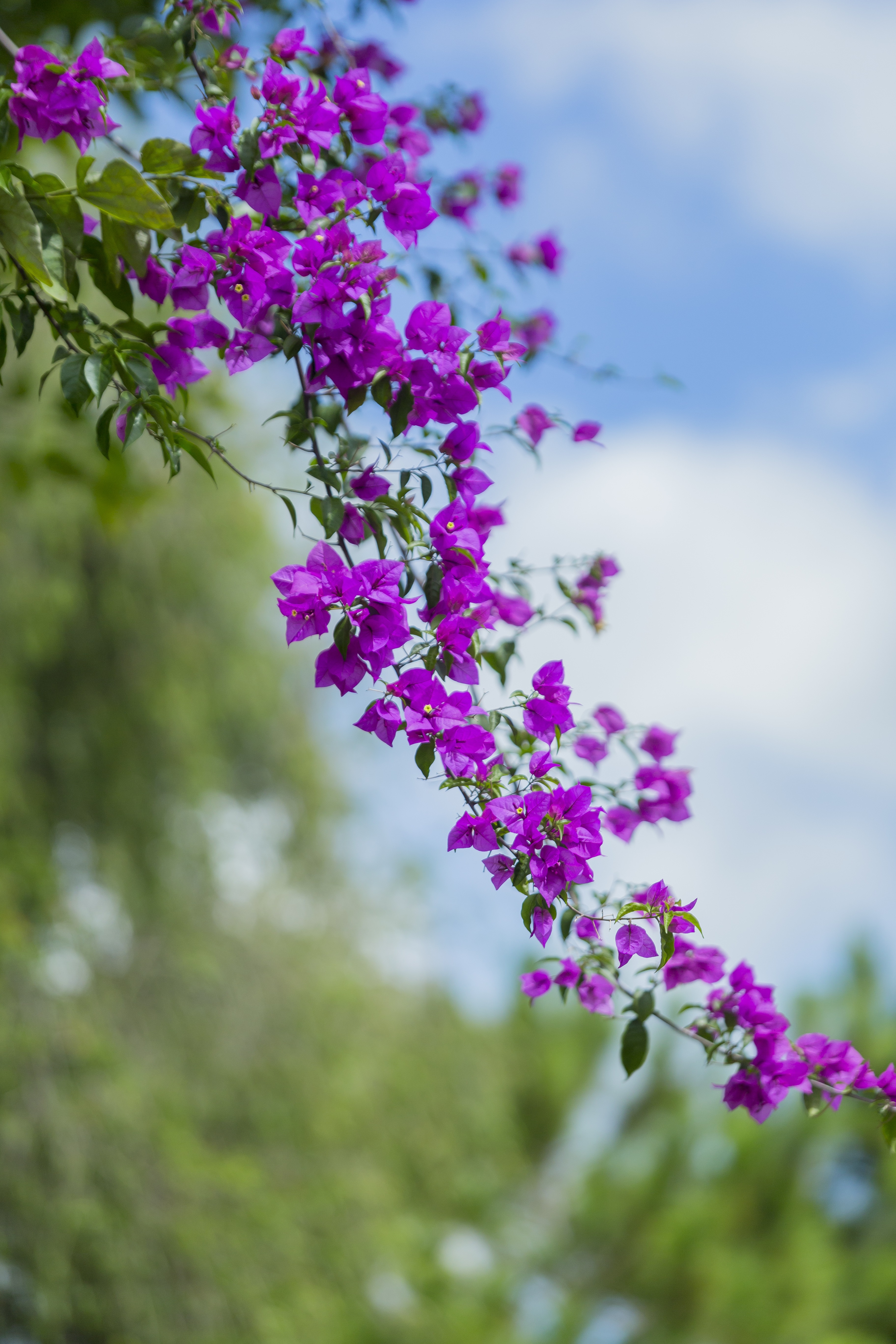 Хостинг картинок yapx.ru