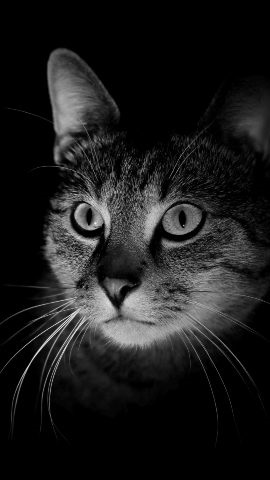 Хостинг картинок yapx.ru