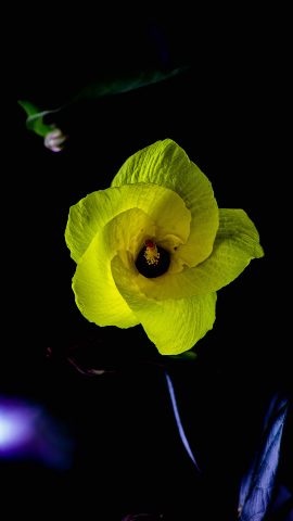 Хостинг картинок yapx.ru