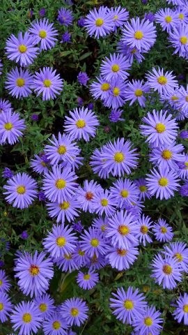 Хостинг картинок yapx.ru