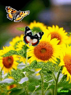 Хостинг картинок yapx.ru