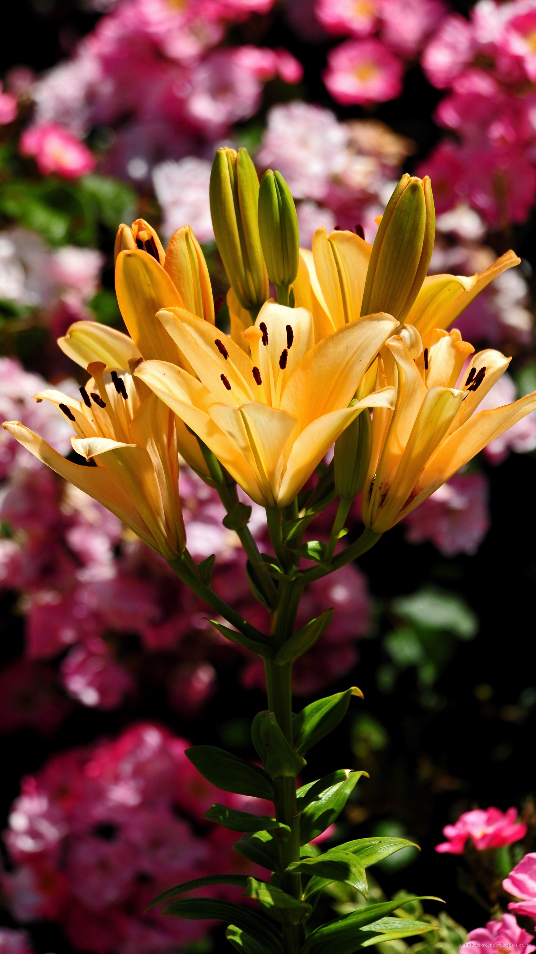 Хостинг картинок yapx.ru