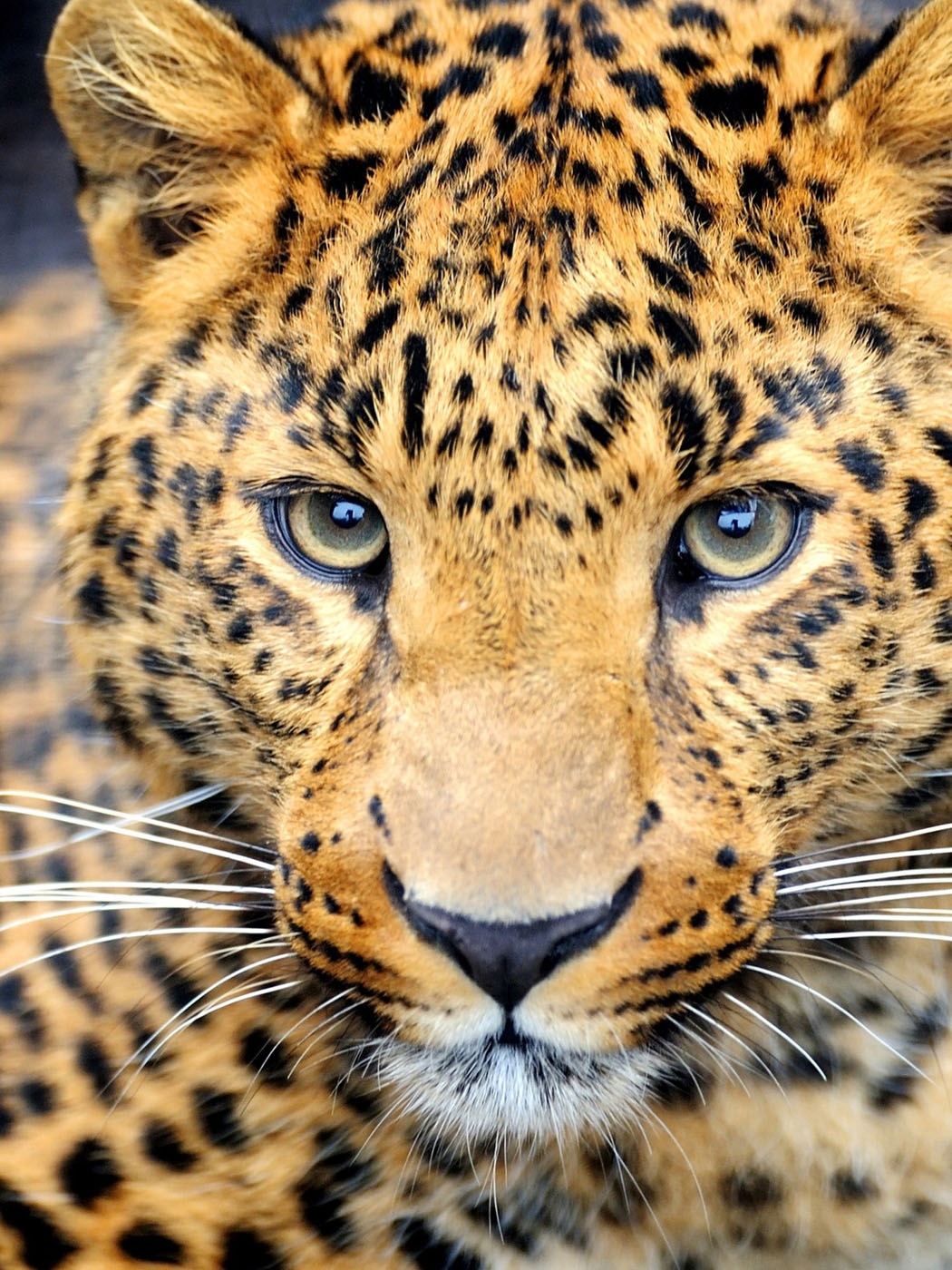 Хостинг картинок yapx.ru