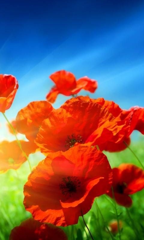 Хостинг картинок yapx.ru