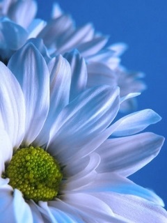 Хостинг картинок yapx.ru