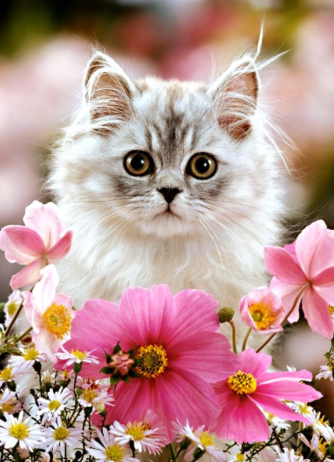 Хостинг картинок yapx.ru