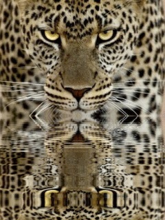 Хостинг картинок yapx.ru